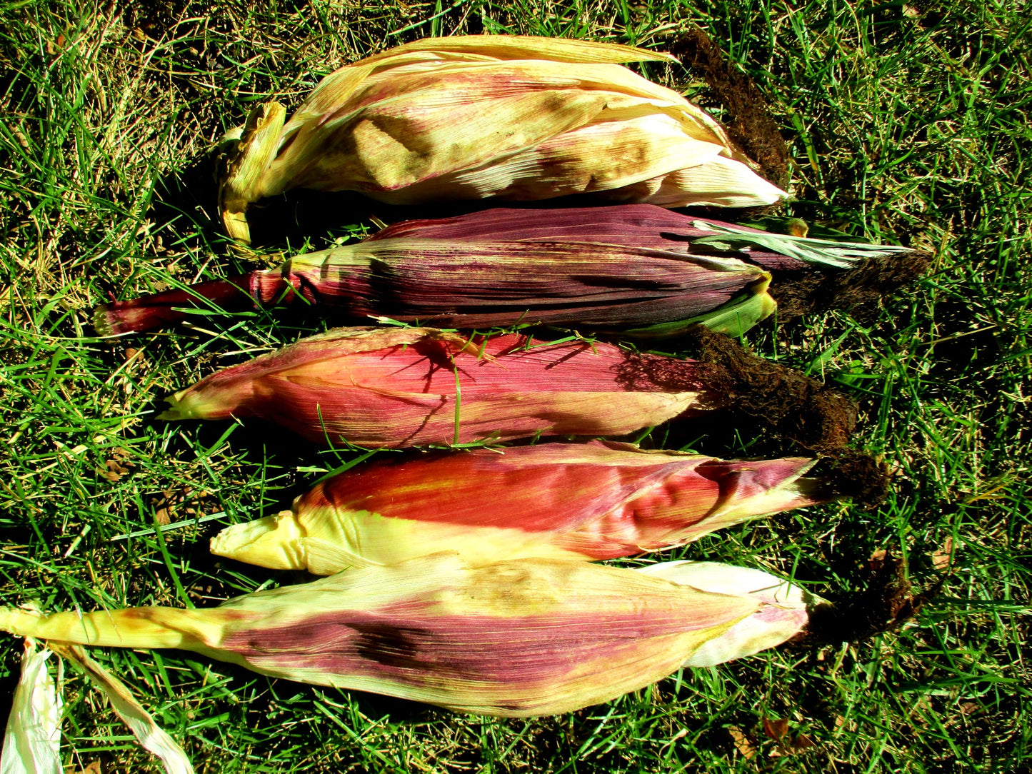 South American Corn Composite