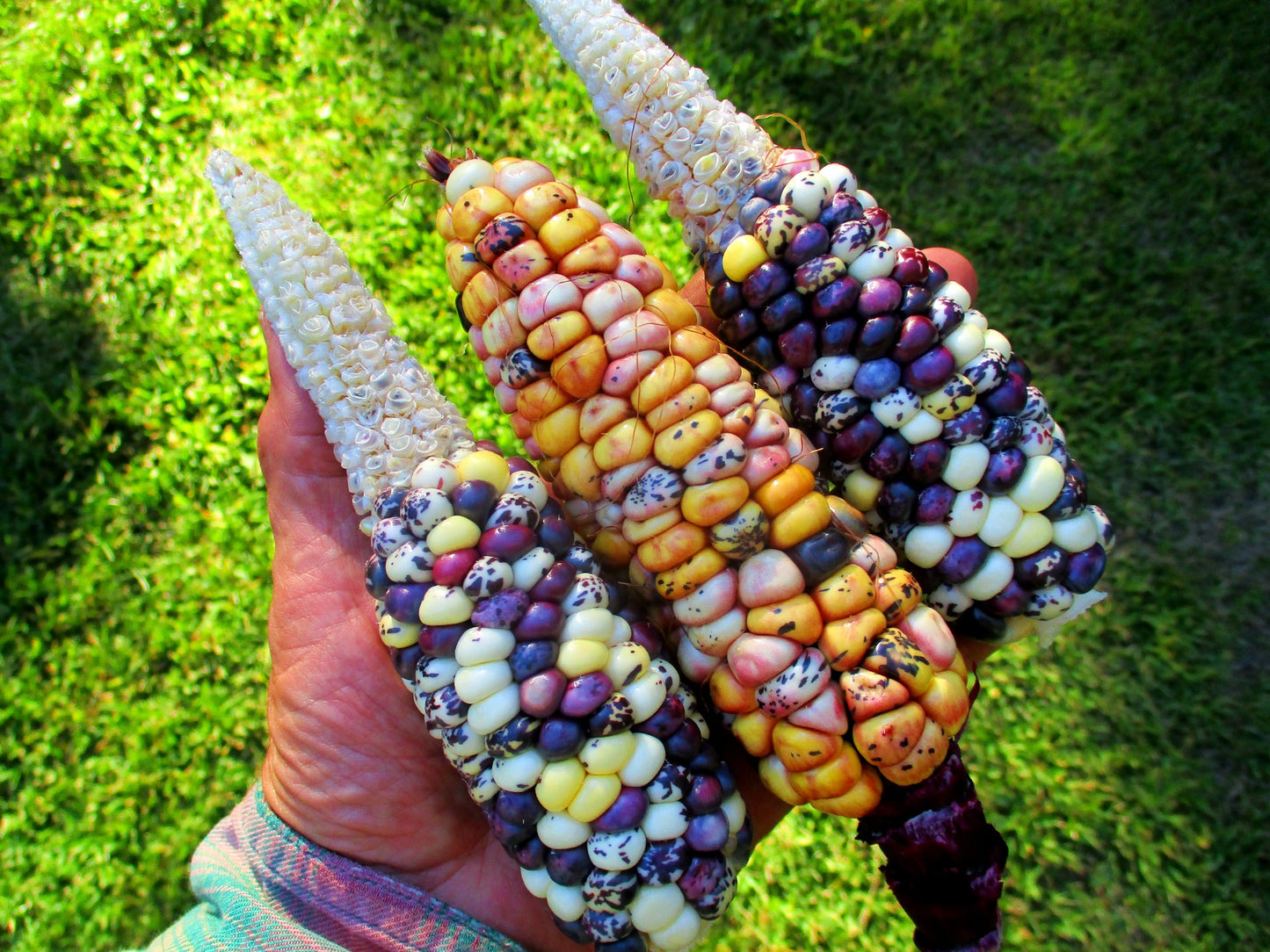 South American Corn Composite