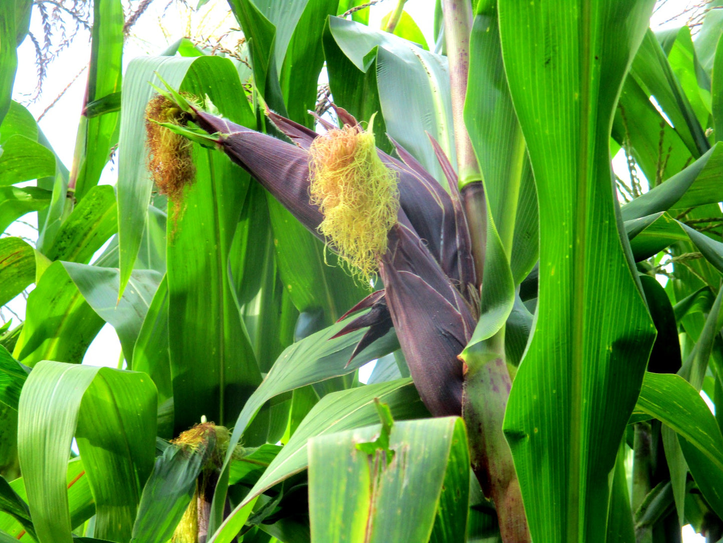 South American Corn Composite