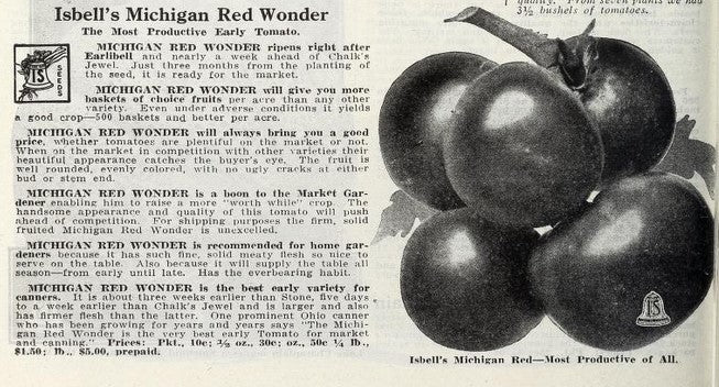 Isbell's Michigan Red Wonder Tomato