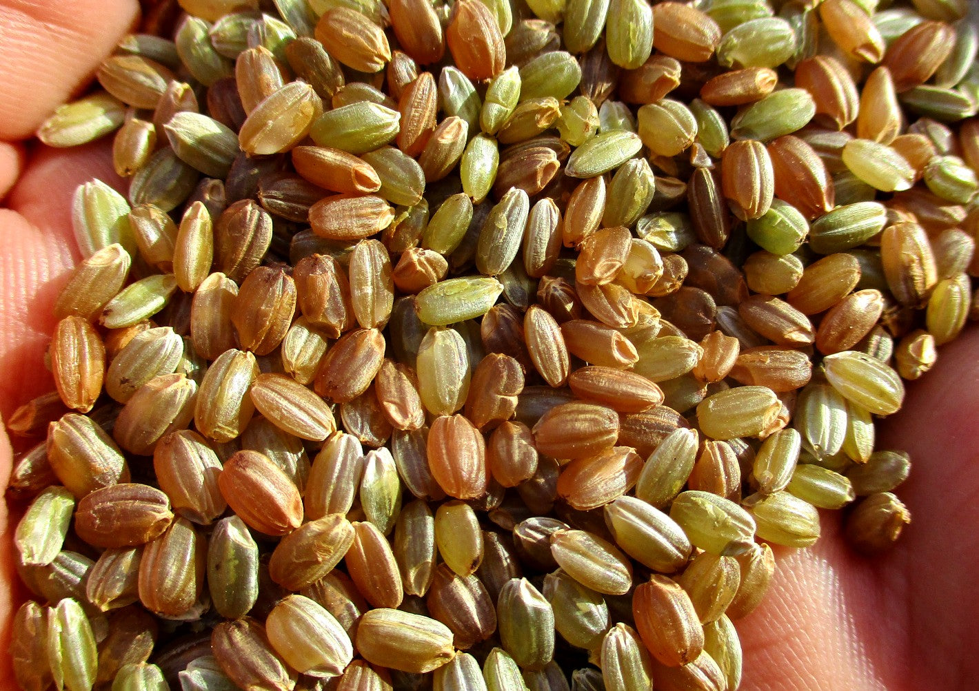 Mizukuchiine dehulled with red and greenish kernels.