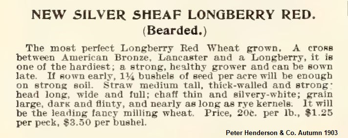 Silversheaf Wheat