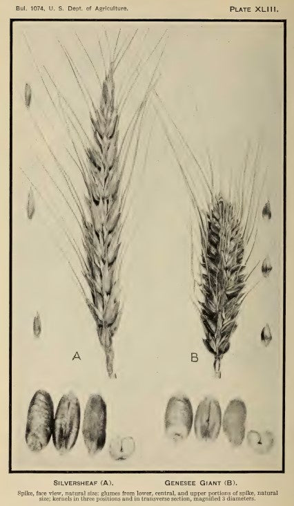 Silversheaf spike & kernels - USDA Bulletin 1074 Plate XLIII