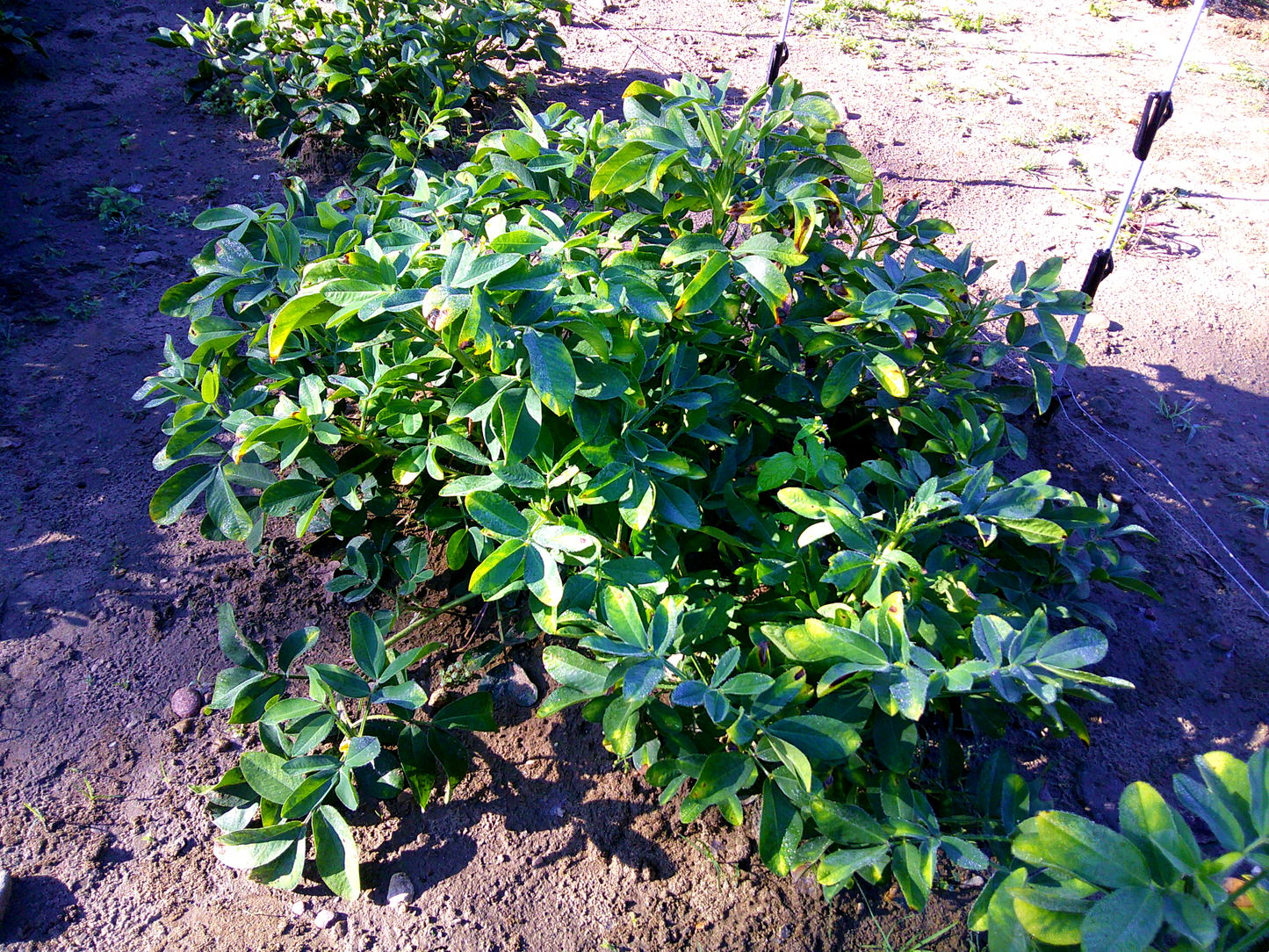 BARCG1 Peanut (India)