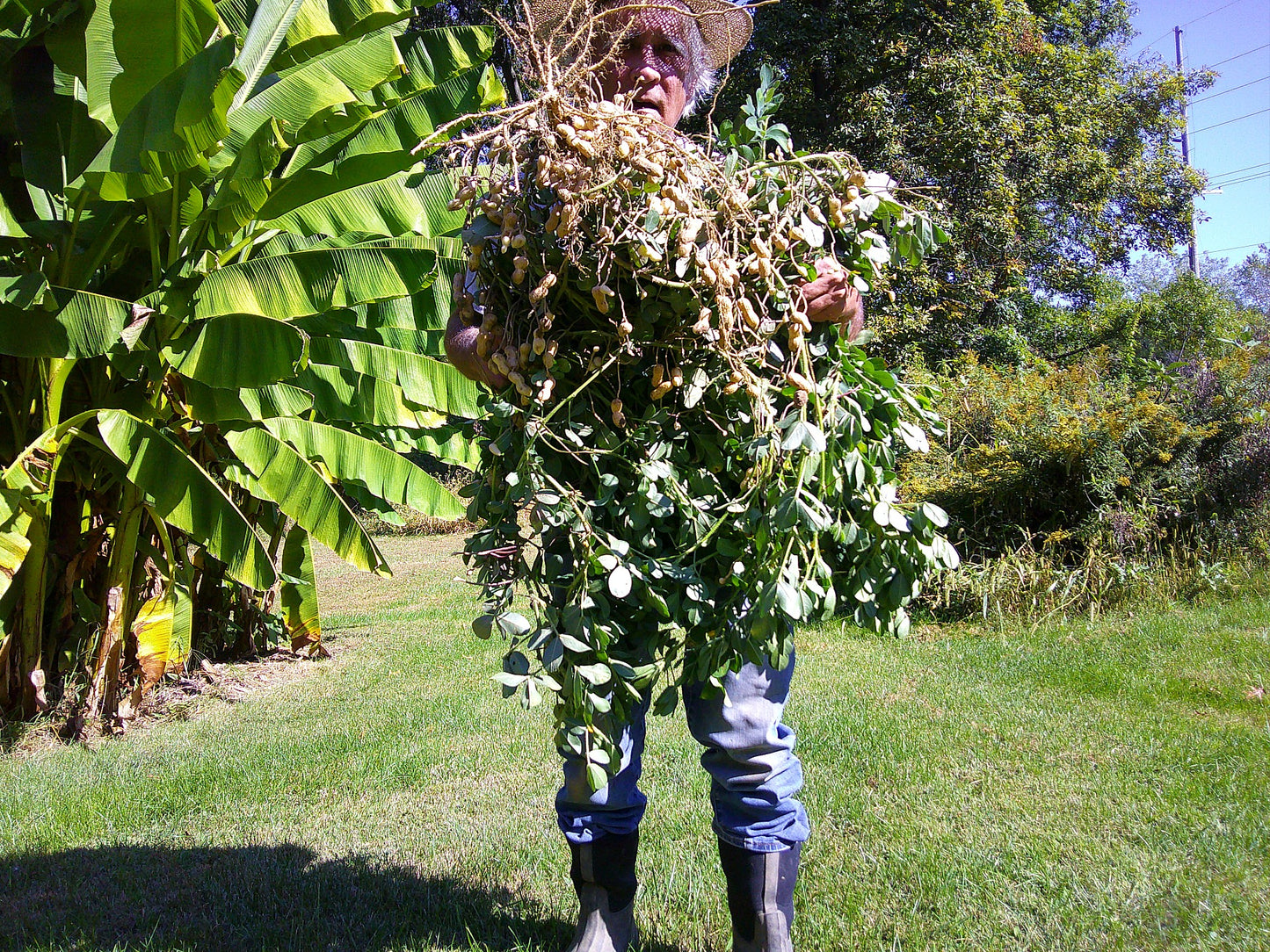 Colorado Largo Peanut