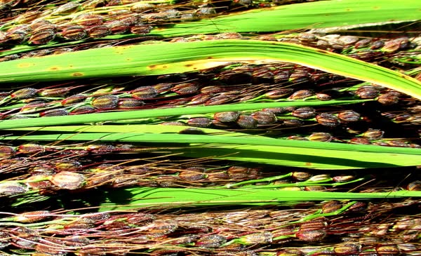 Kzul Shali harvested