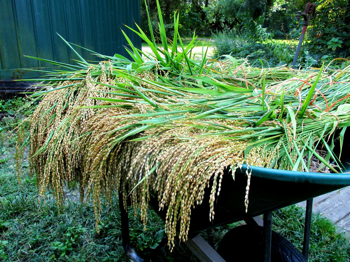 Ponta Rubra has great yields at 10 pounds per 100 square foot bed.