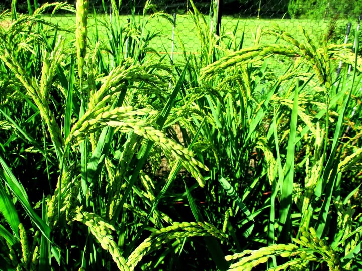 Ponta Rubra maturing