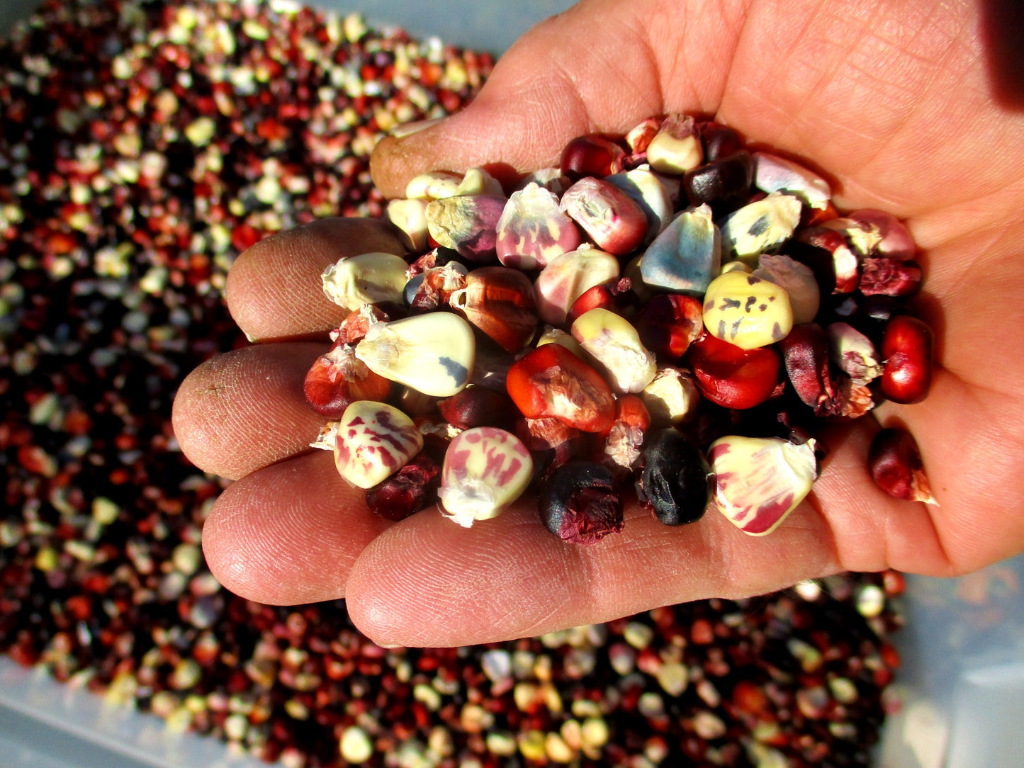 South American Corn Composite