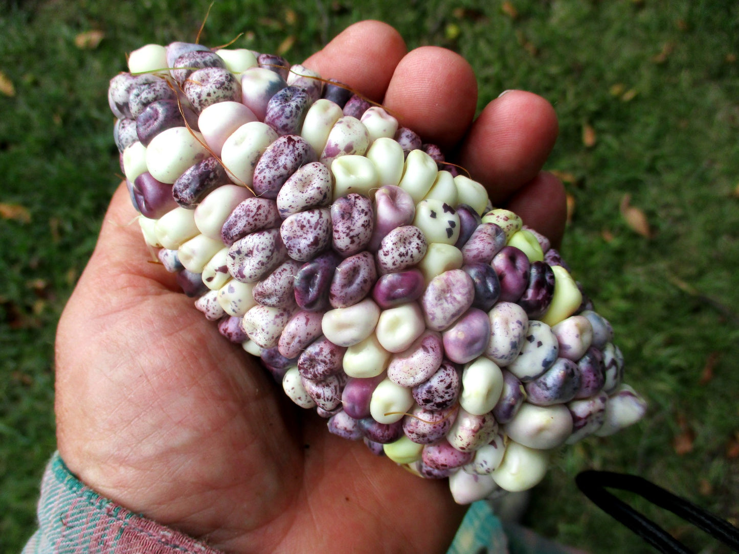 South American Corn Composite