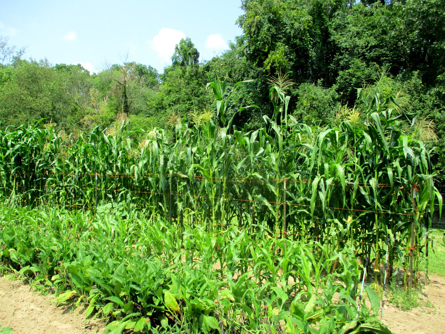 South American Corn Composite