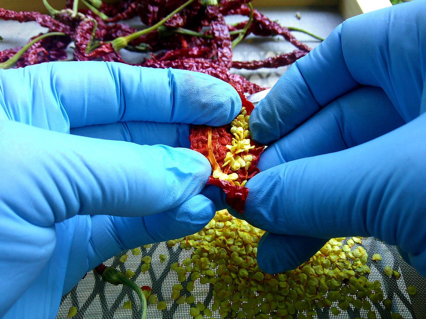 Sirarakhong Hathei Chili Pepper