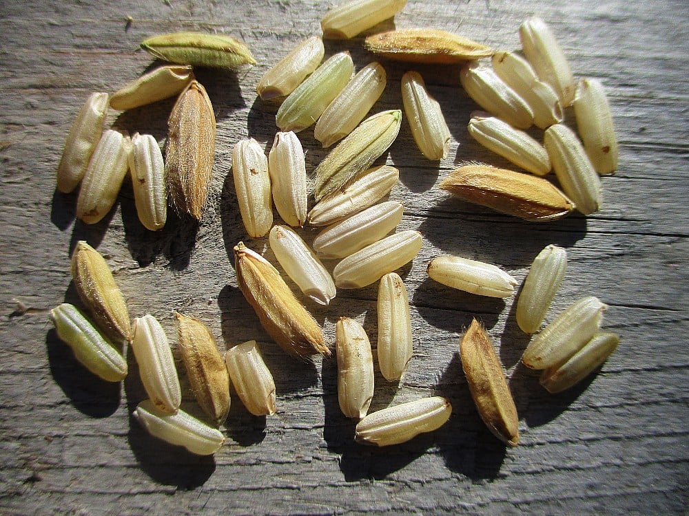 long grain rice seeds for planting SZ-6 Rice