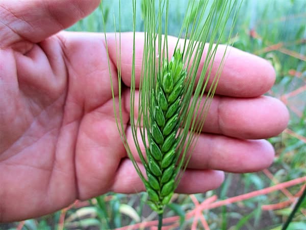 Xinchan Rice Wheat with large grain heads and long awns.