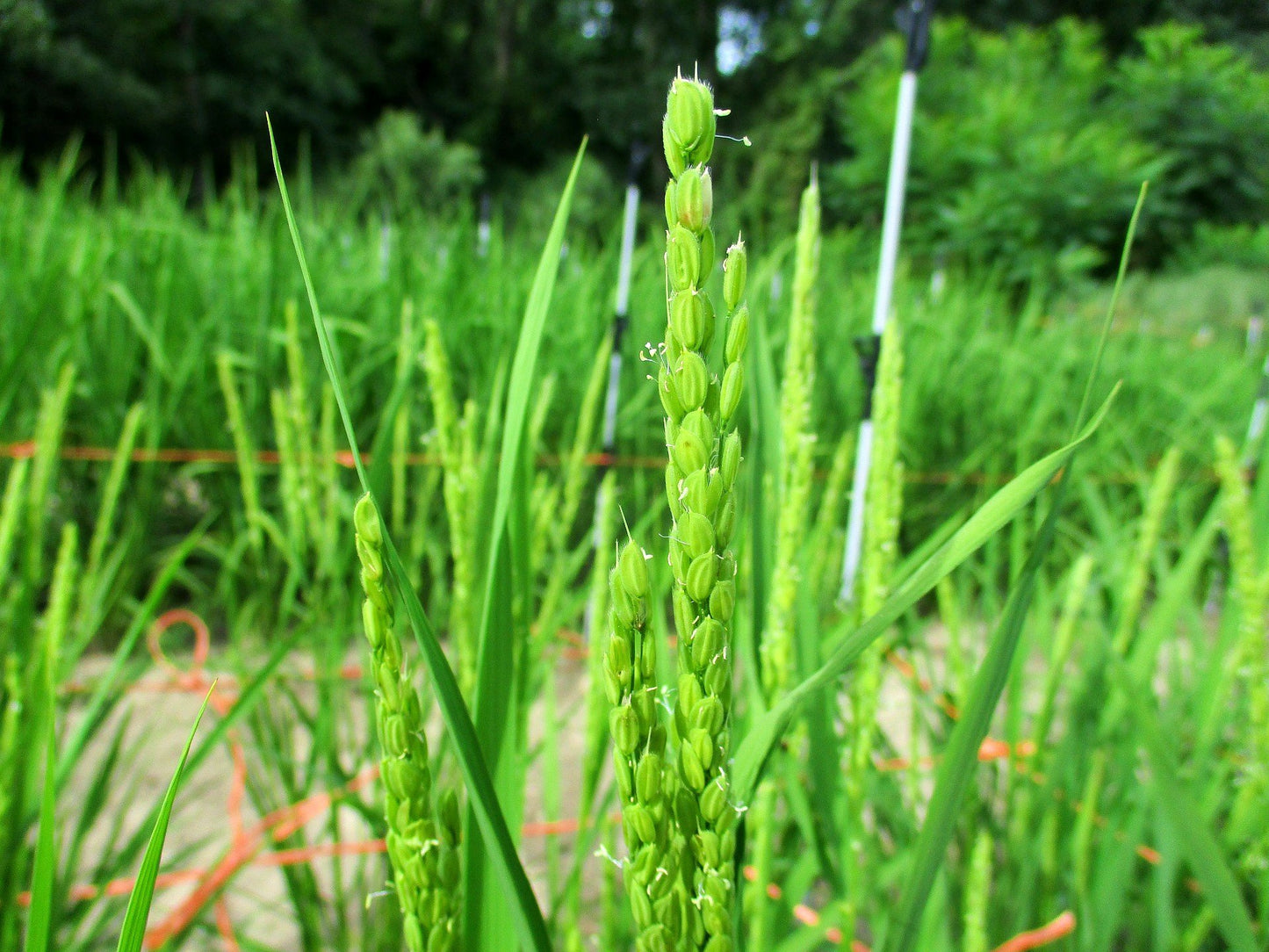 Yukimochi flowering