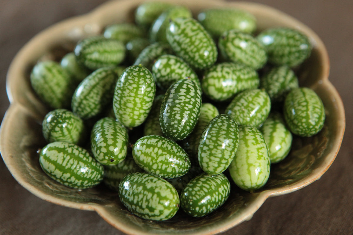 Mouse Melon or Mexican Sour Cucumber, Melothria scabra – Wisconsin