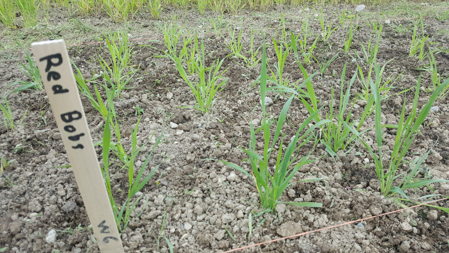 Red Bobs Wheat