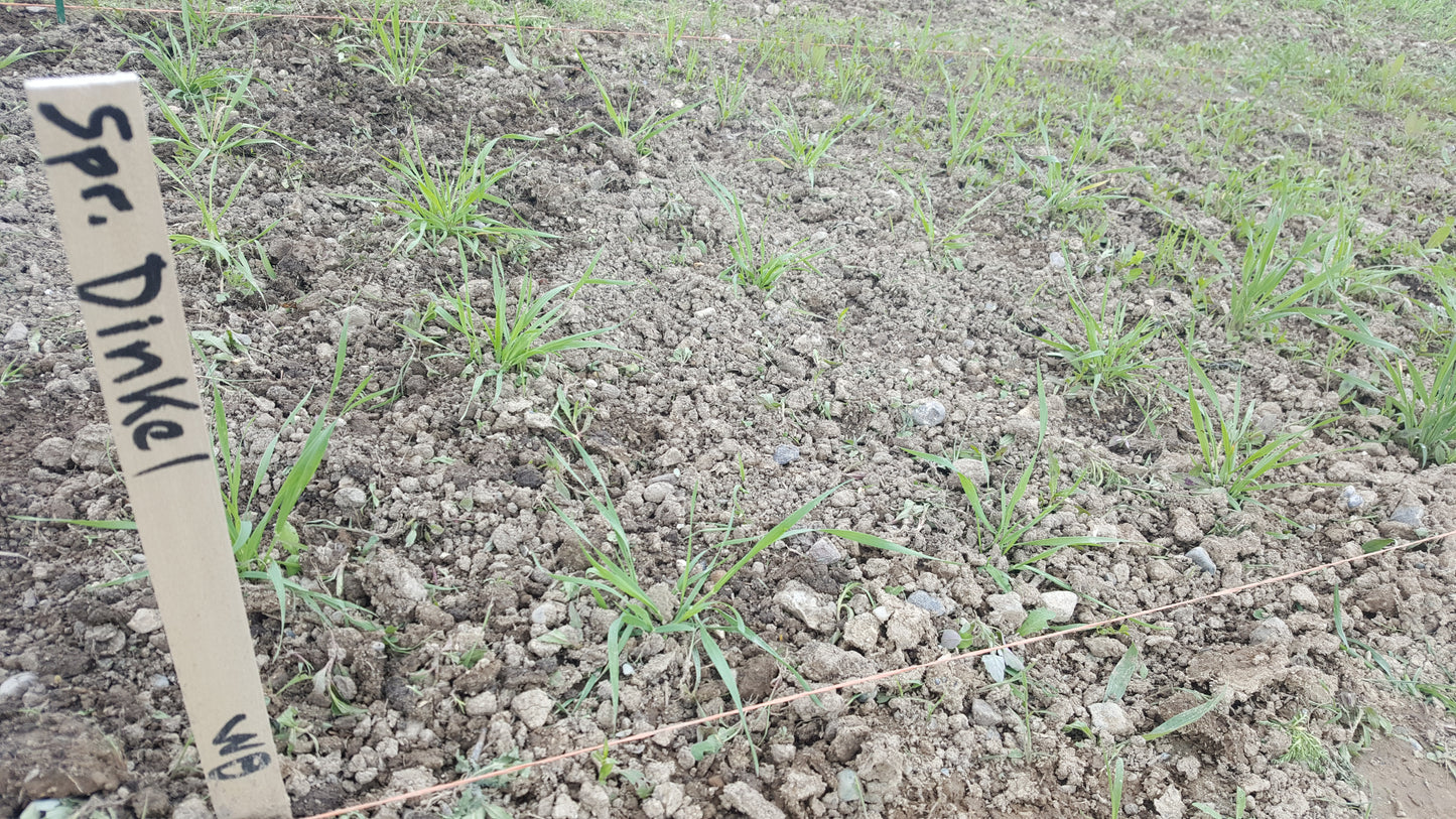stand/plot of Spring Dinkel