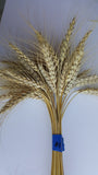 A harvested bundle of Banatka Winter Wheat tillers with their gloriously long awned spikes
