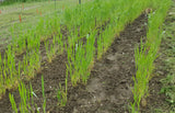 Young Banatka Winter Wheat plants in the field
