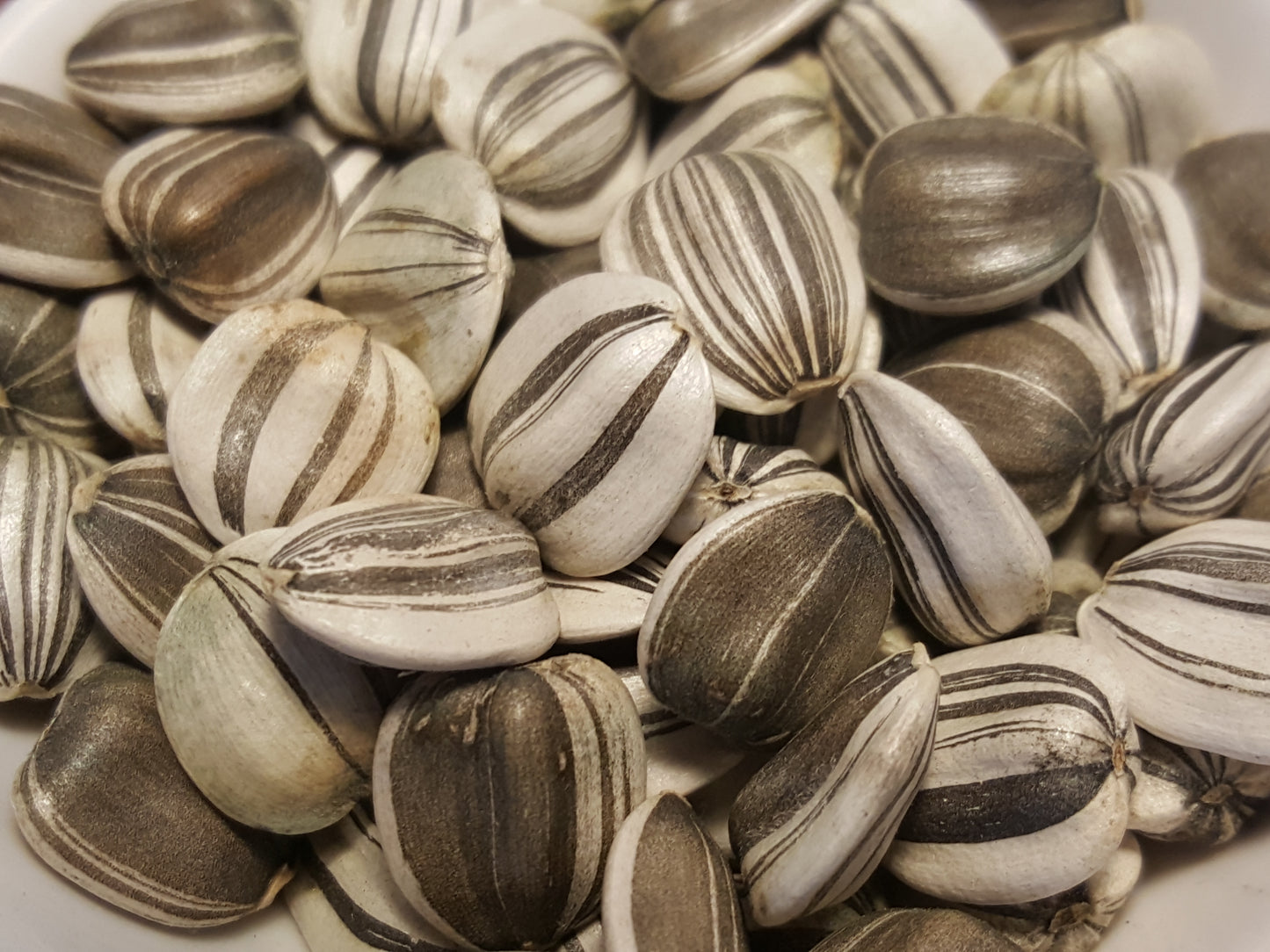 Mammoth type large sunflower seeds