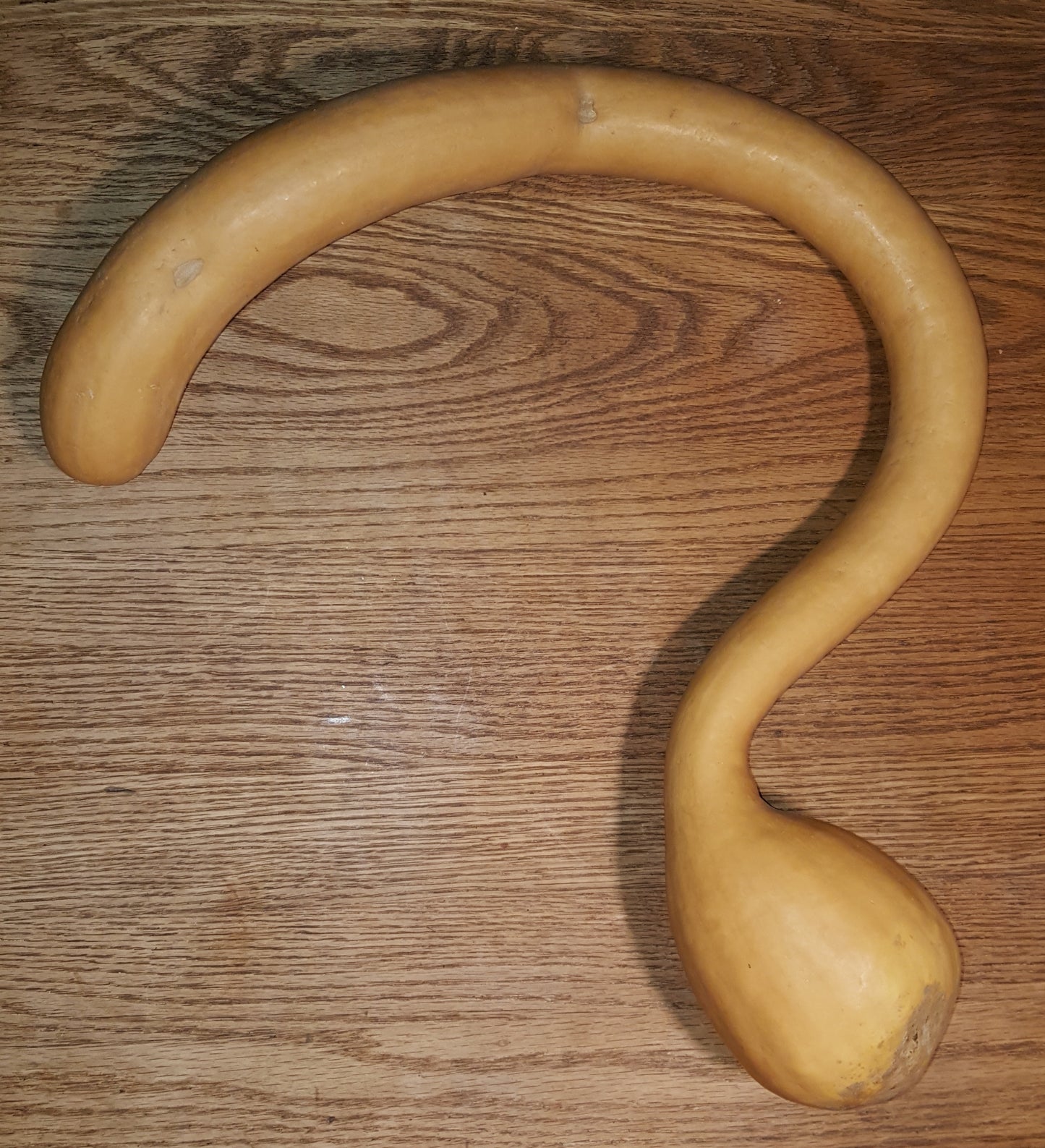 Tromboncino Squash; C. moschata; Hand-pollinated