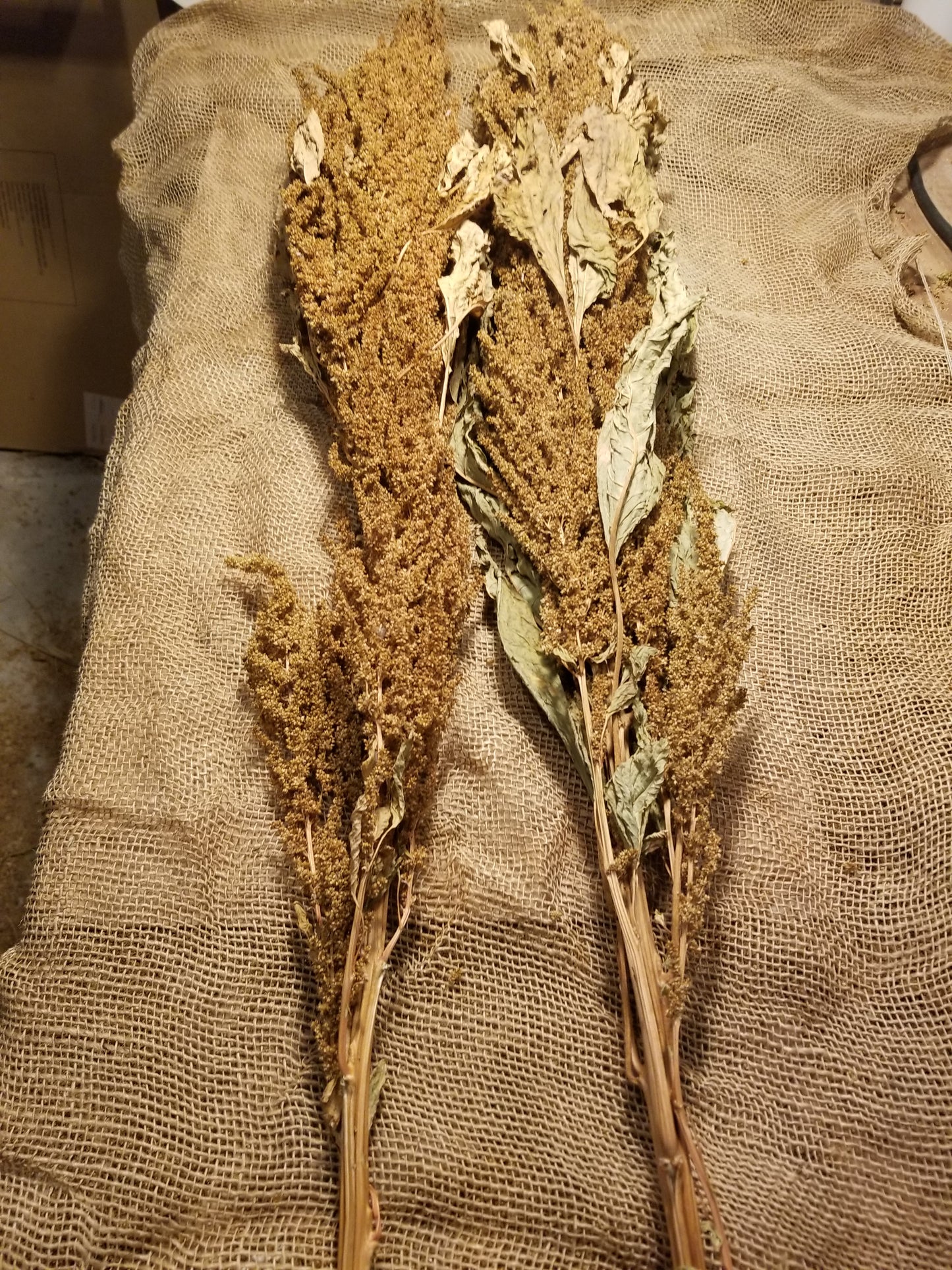 Hot Biscuits Amaranth