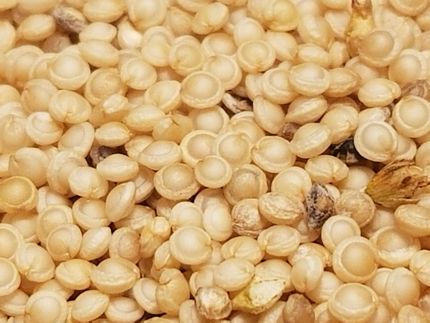Hot Biscuits Amaranth