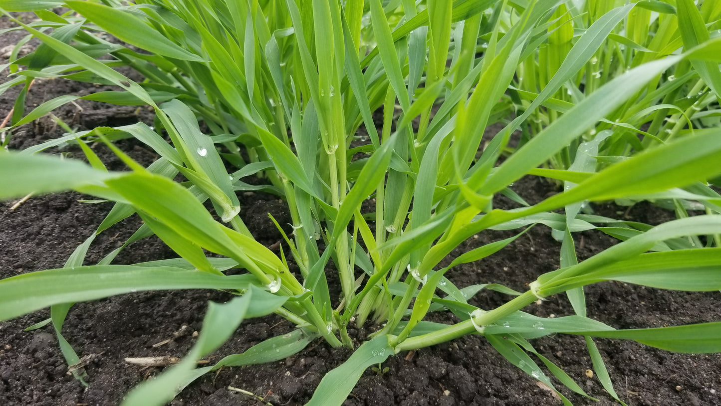 Sardinian barley in tiller phase
