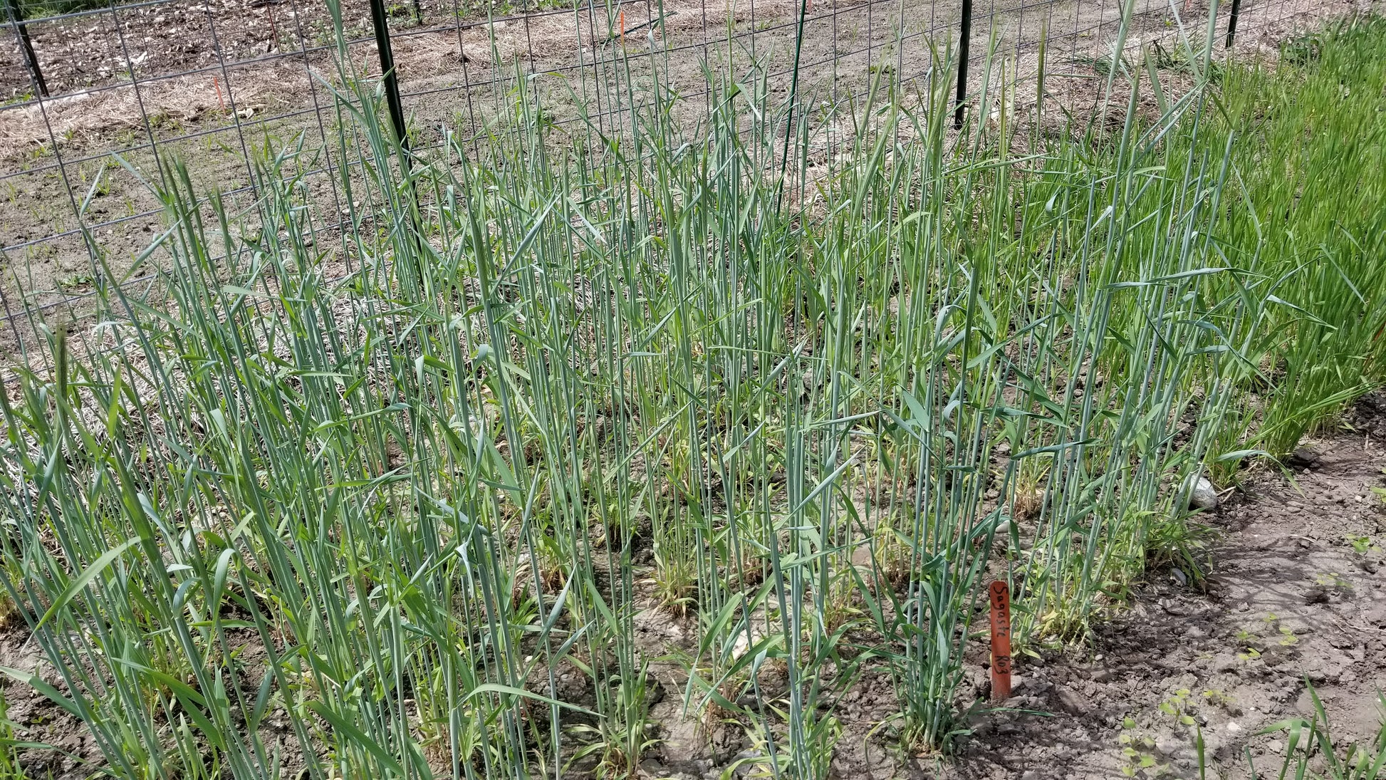 early Sangaste Rye grow out back in 2018