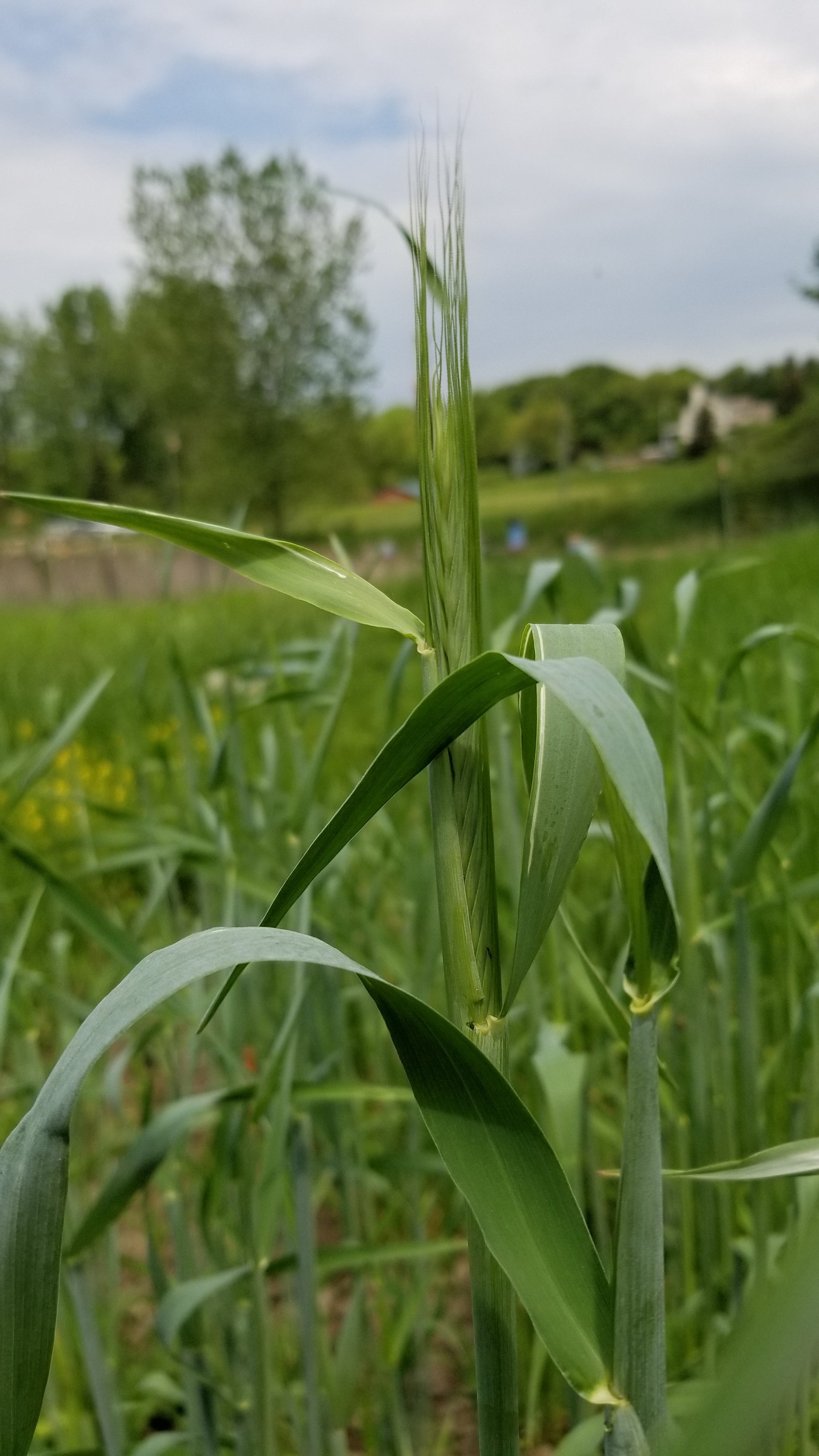 early head formation of Sangaste Rye