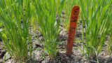 Up-close view of fall-planted soft red winter Fulcaster Wheat plants in early spring demonstrating vigorous tillering- field view