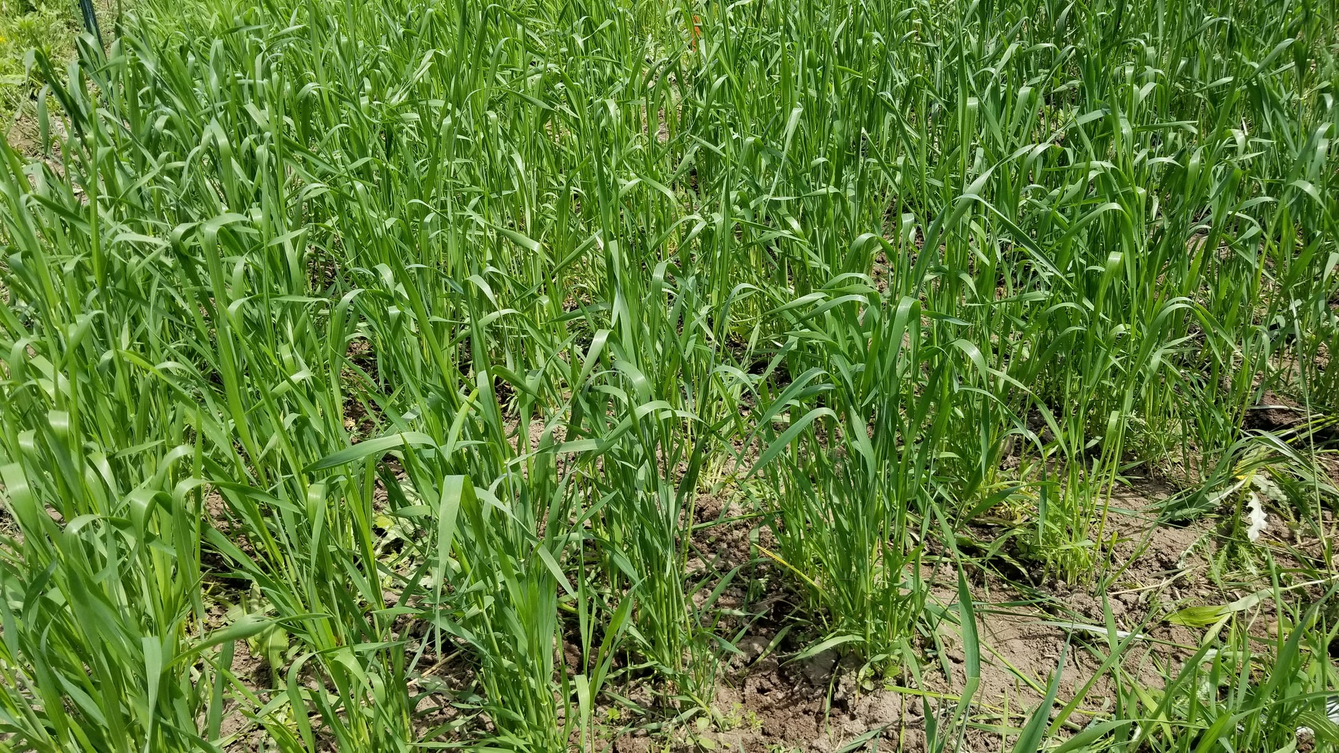 Red May Wheat