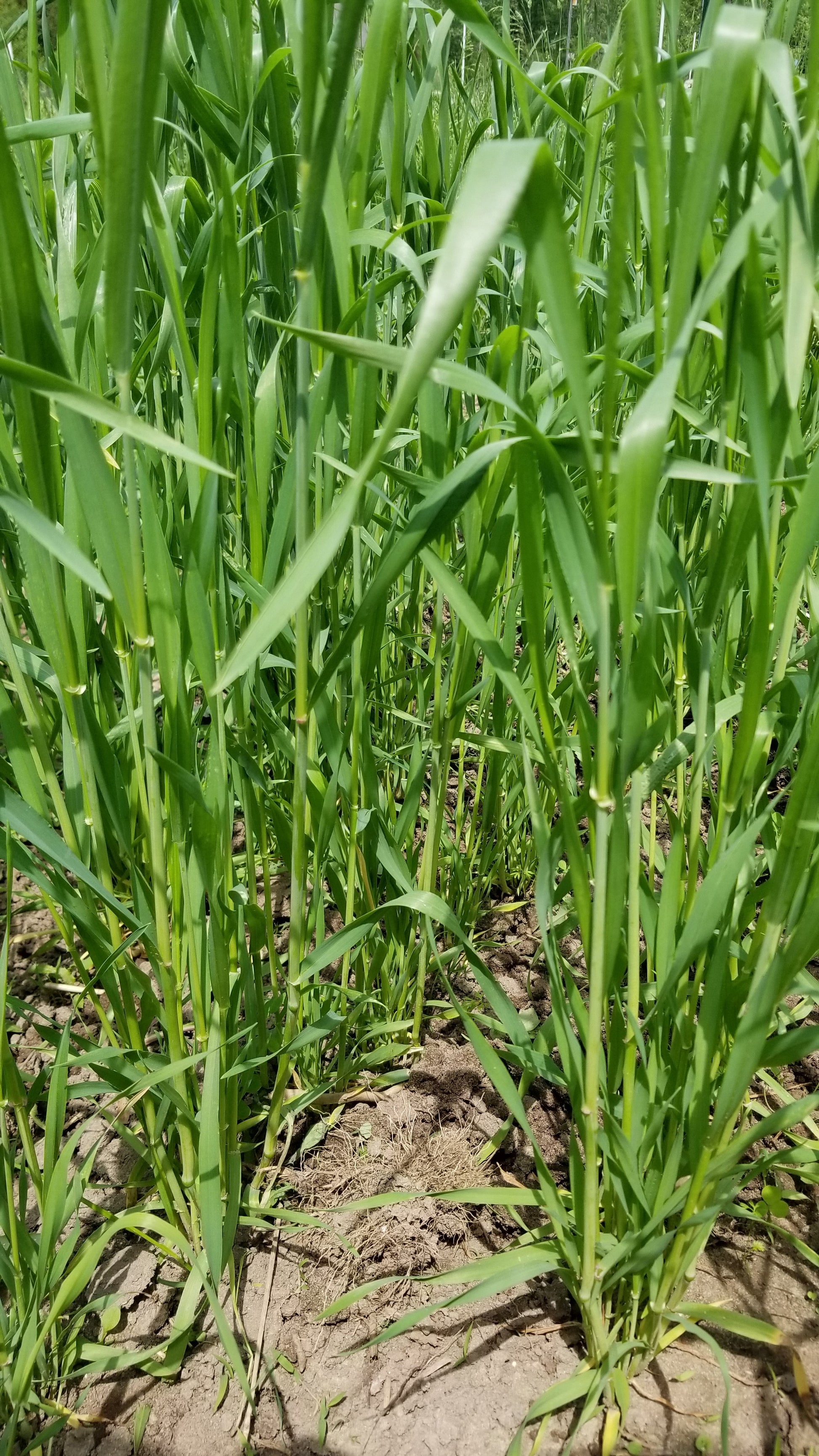 Red May Wheat