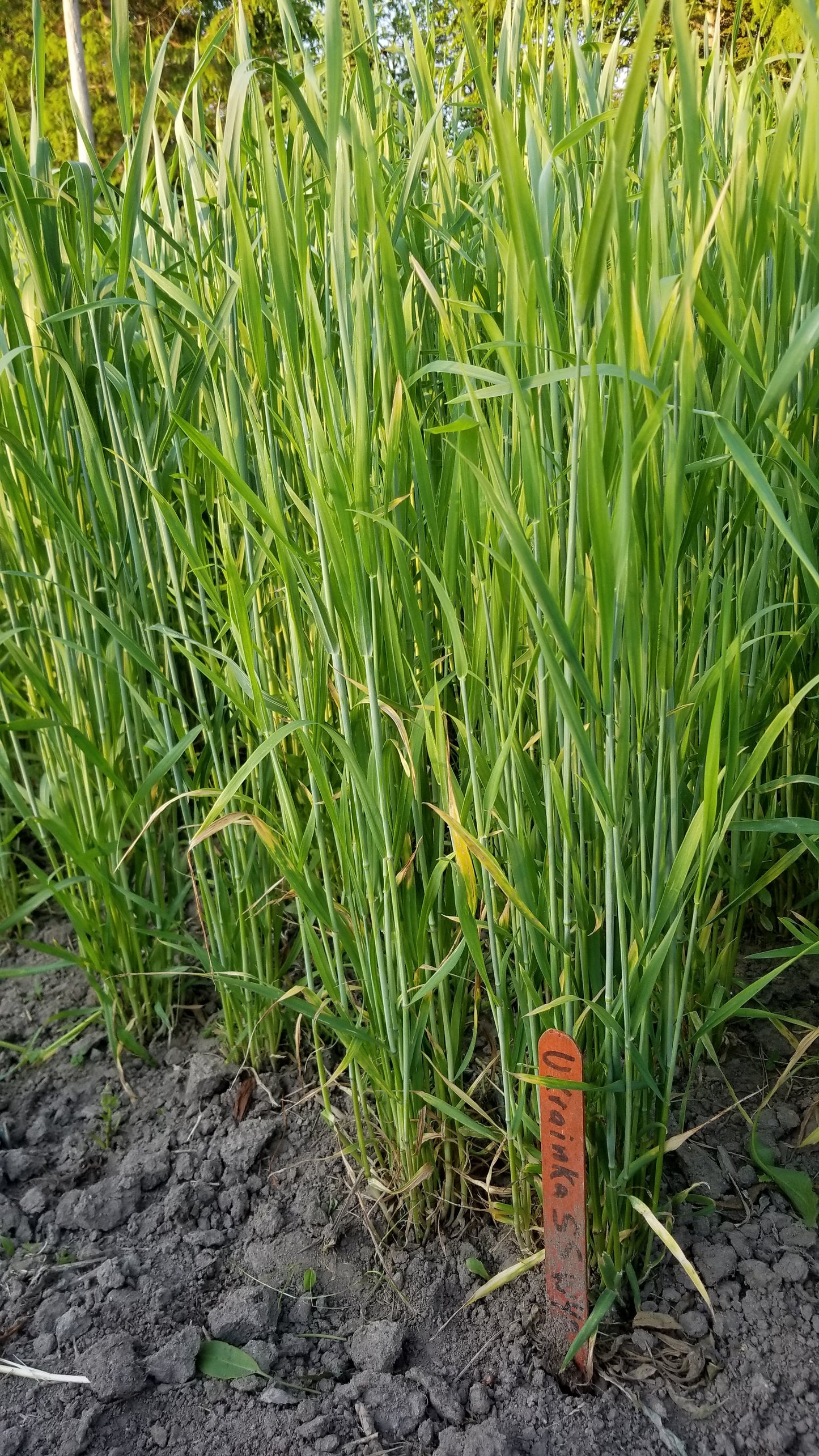 Ukrainka Winter Wheat (plot)