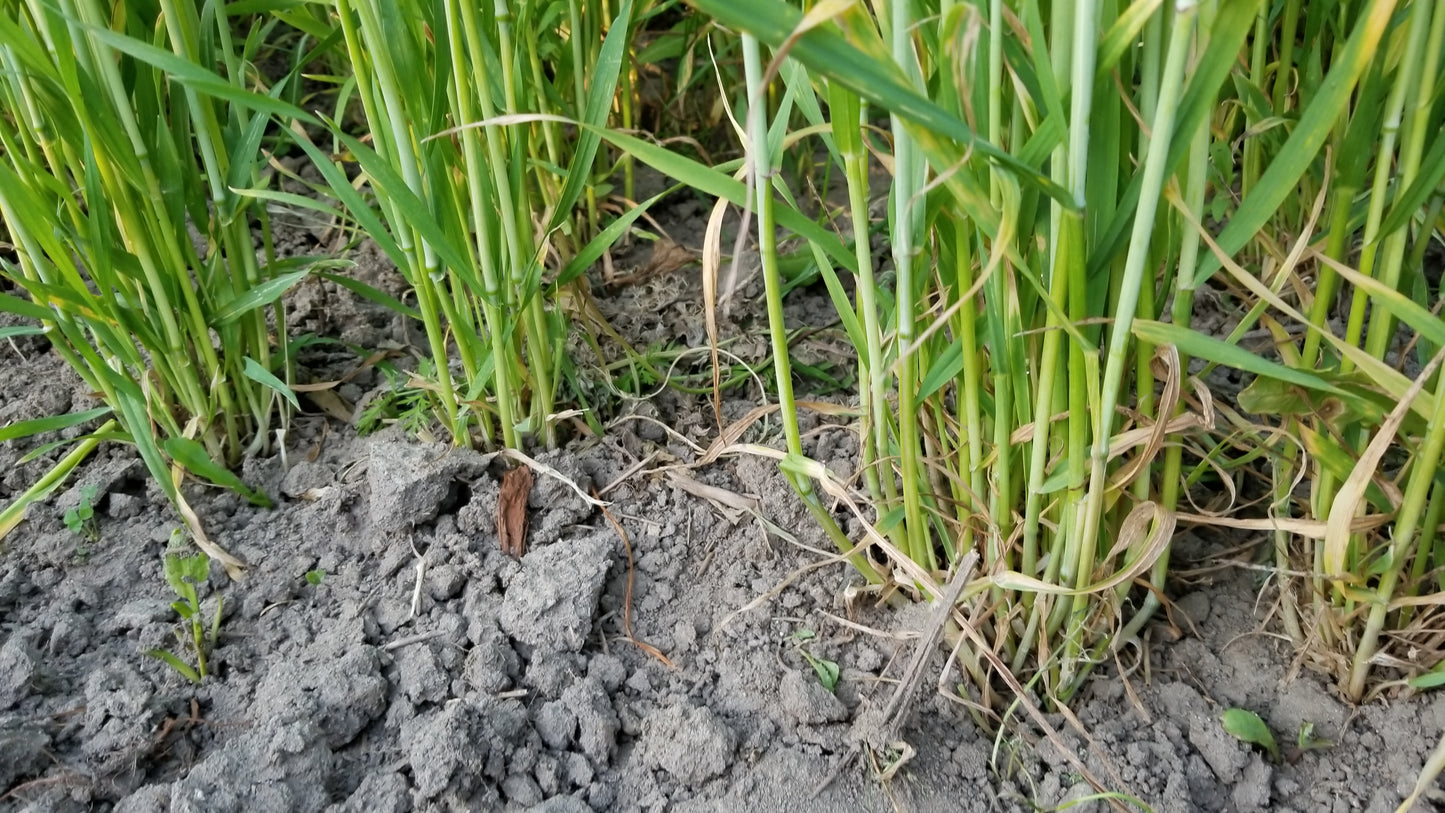 Ukrainka Winter Wheat tillering