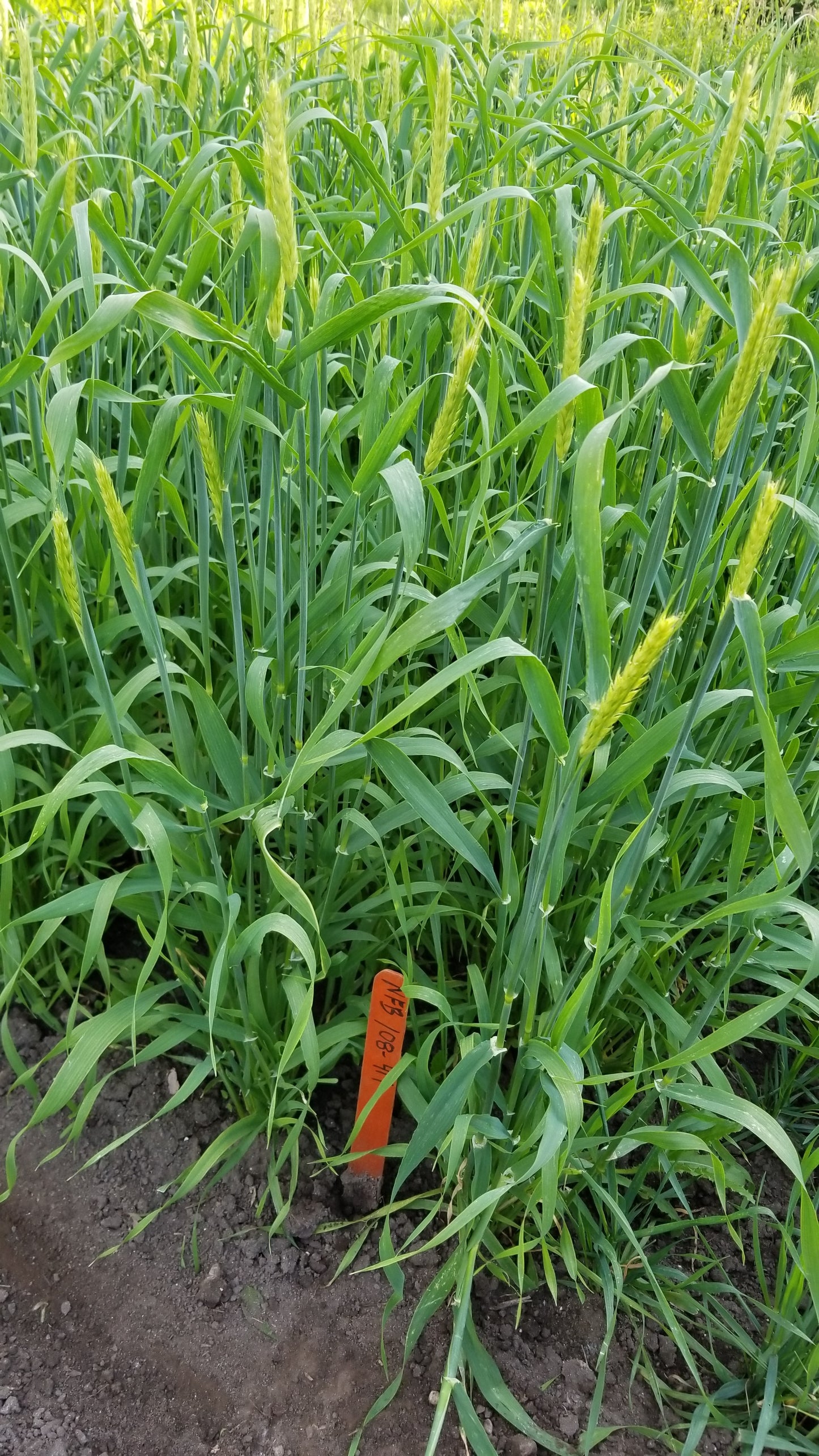 Naked Food Barley 108-414