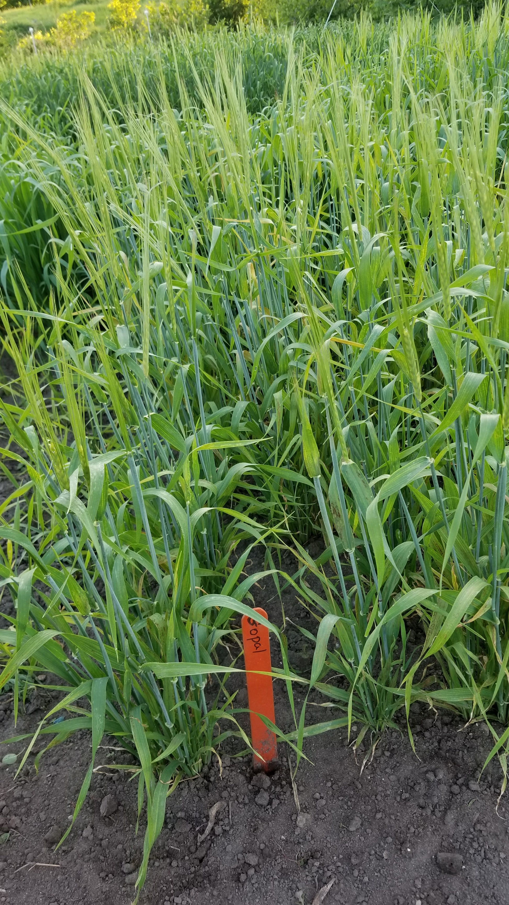 Gopal Barley plot