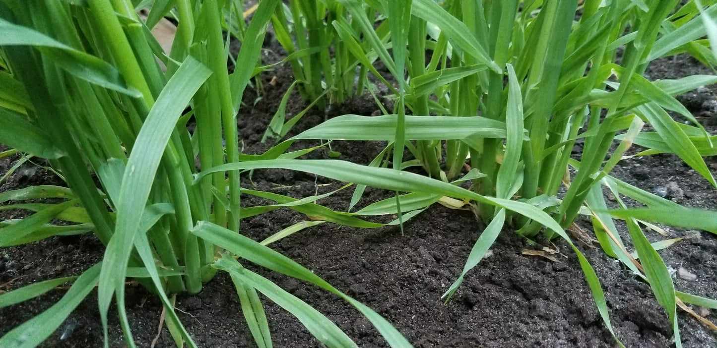 Terra Hulless Oats