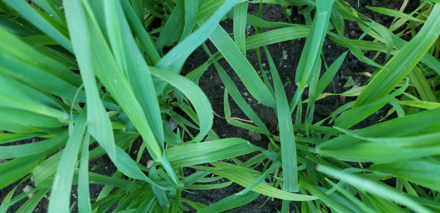 Terra Hull-less Oats