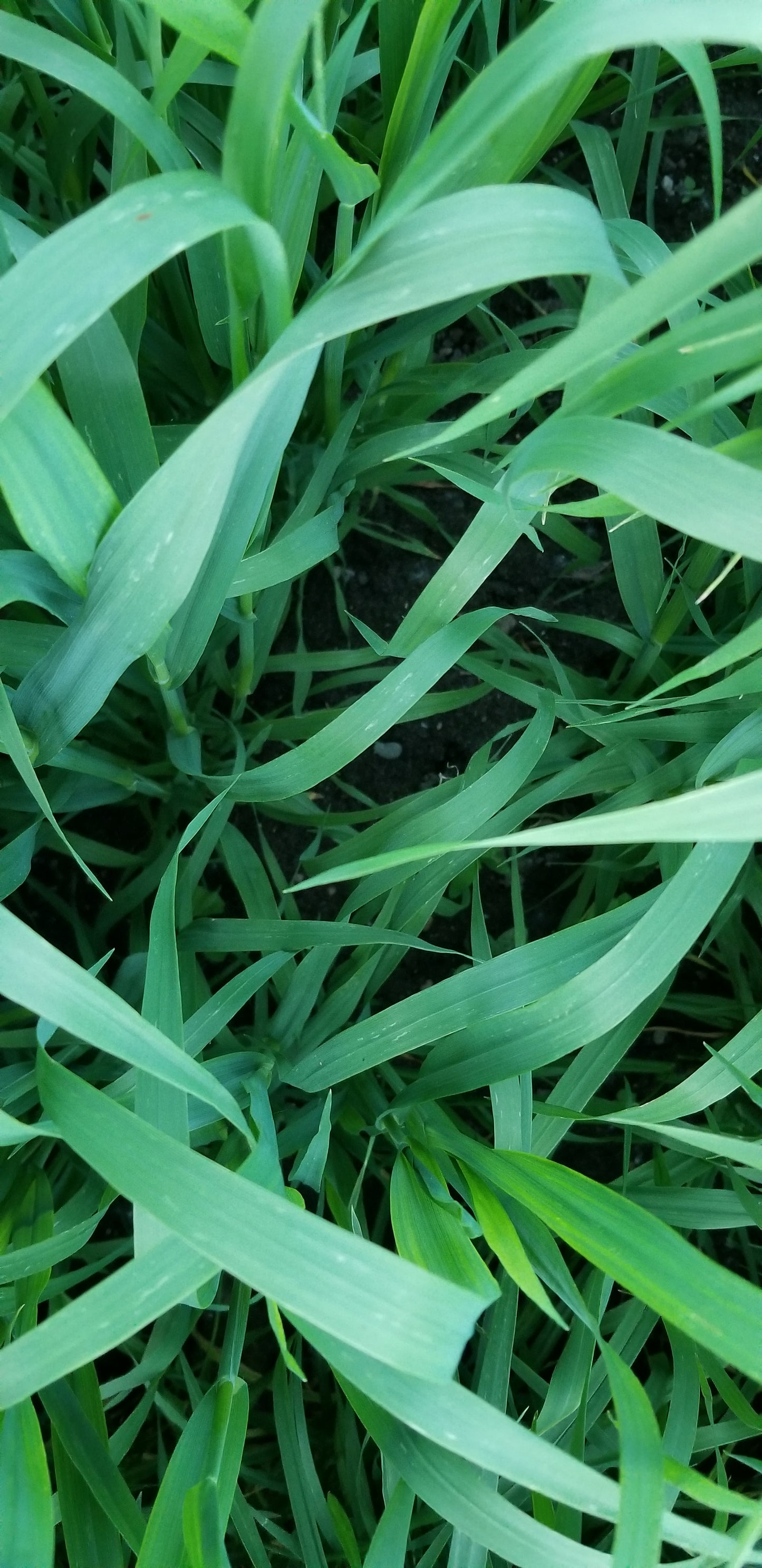 Terra Hull-less Oats