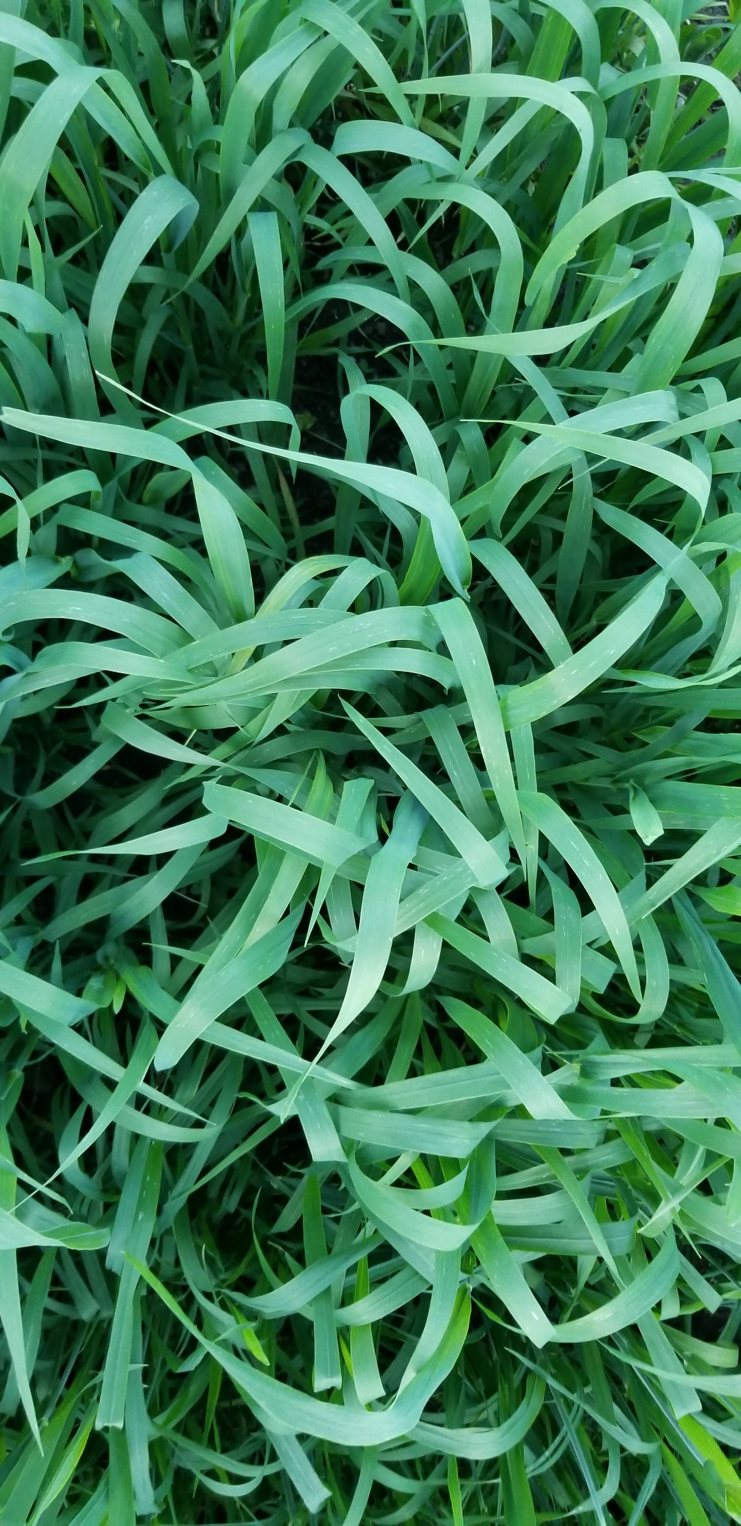 Terra Hull-less Oats