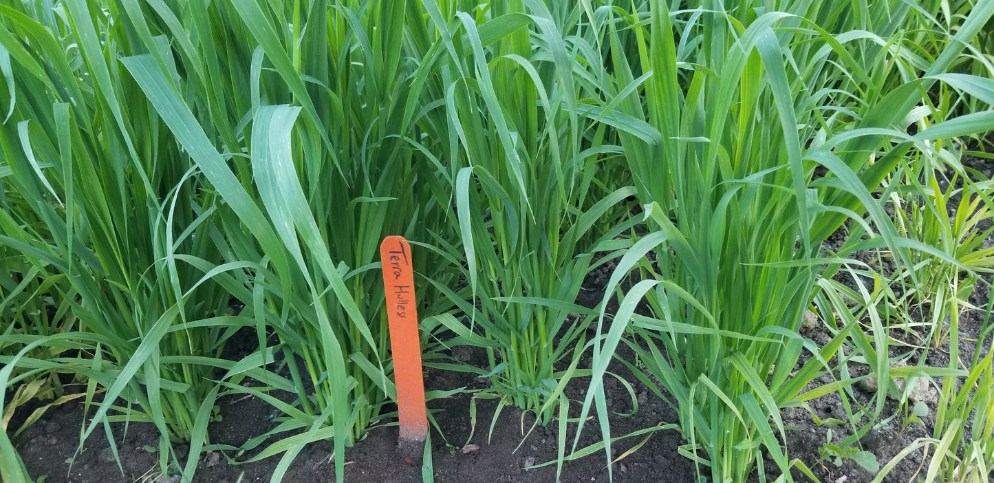 Terra Hulless Oats