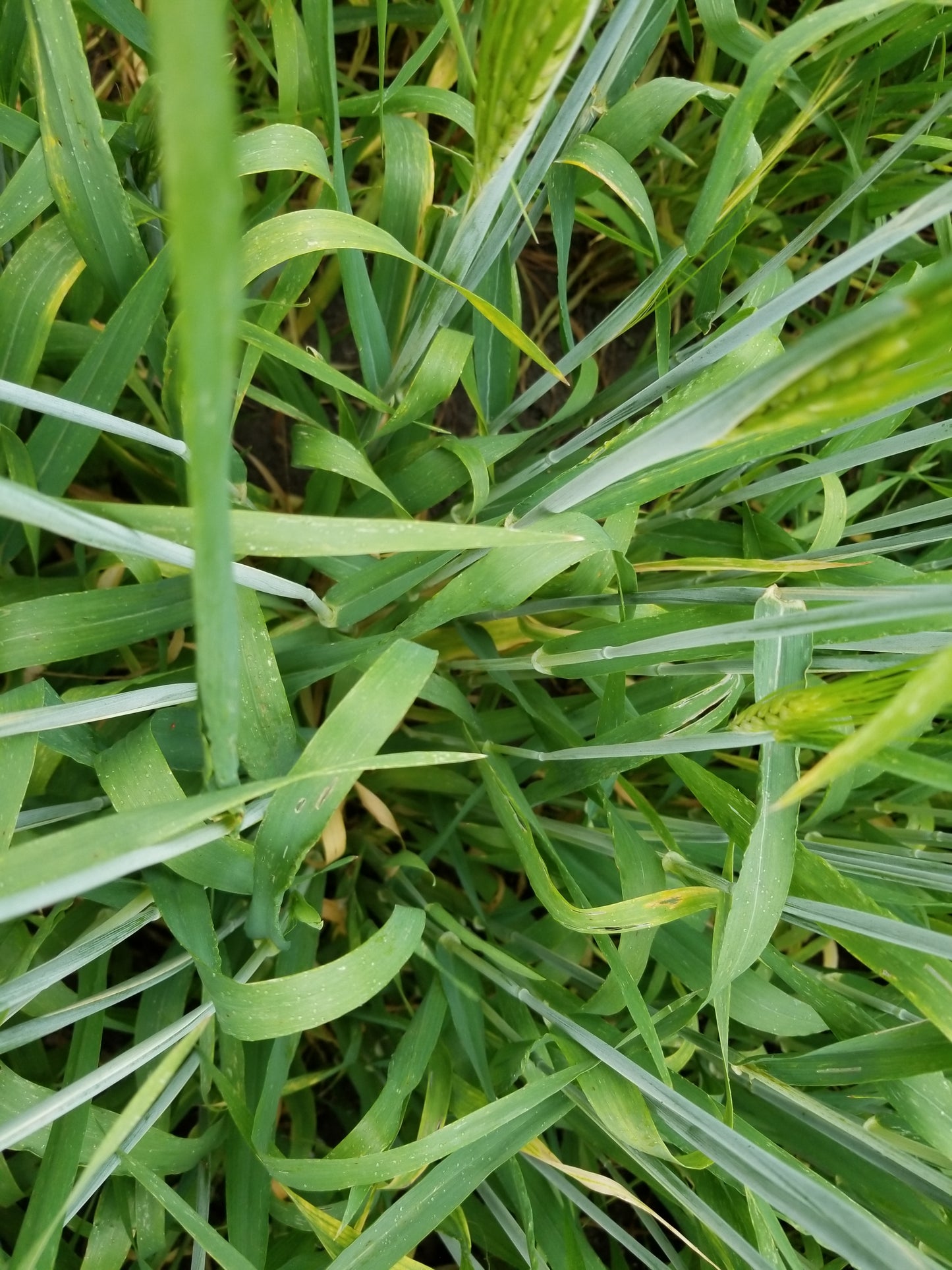 Naked Food Barley 113-204