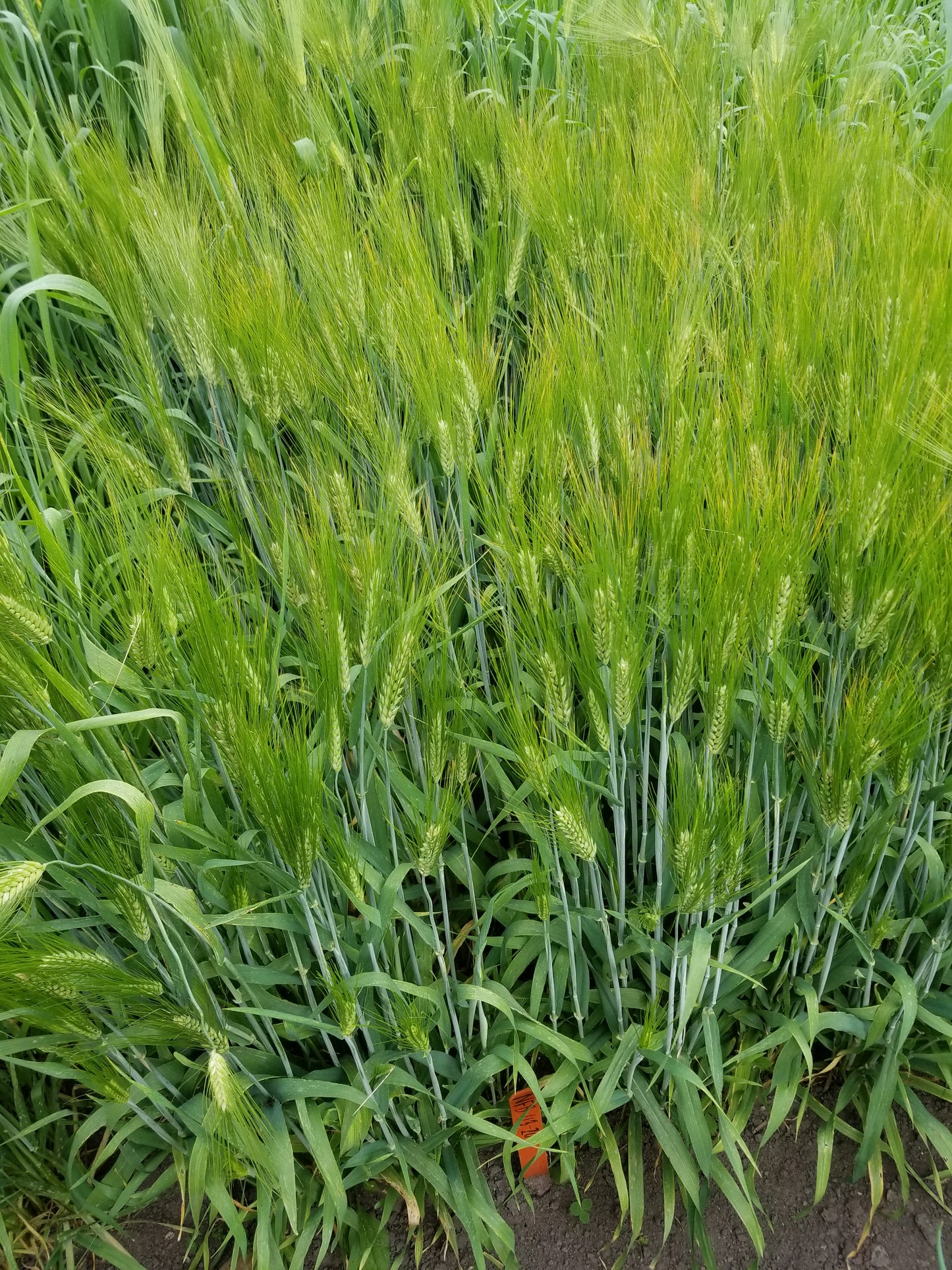 Naked Food Barley 113-204