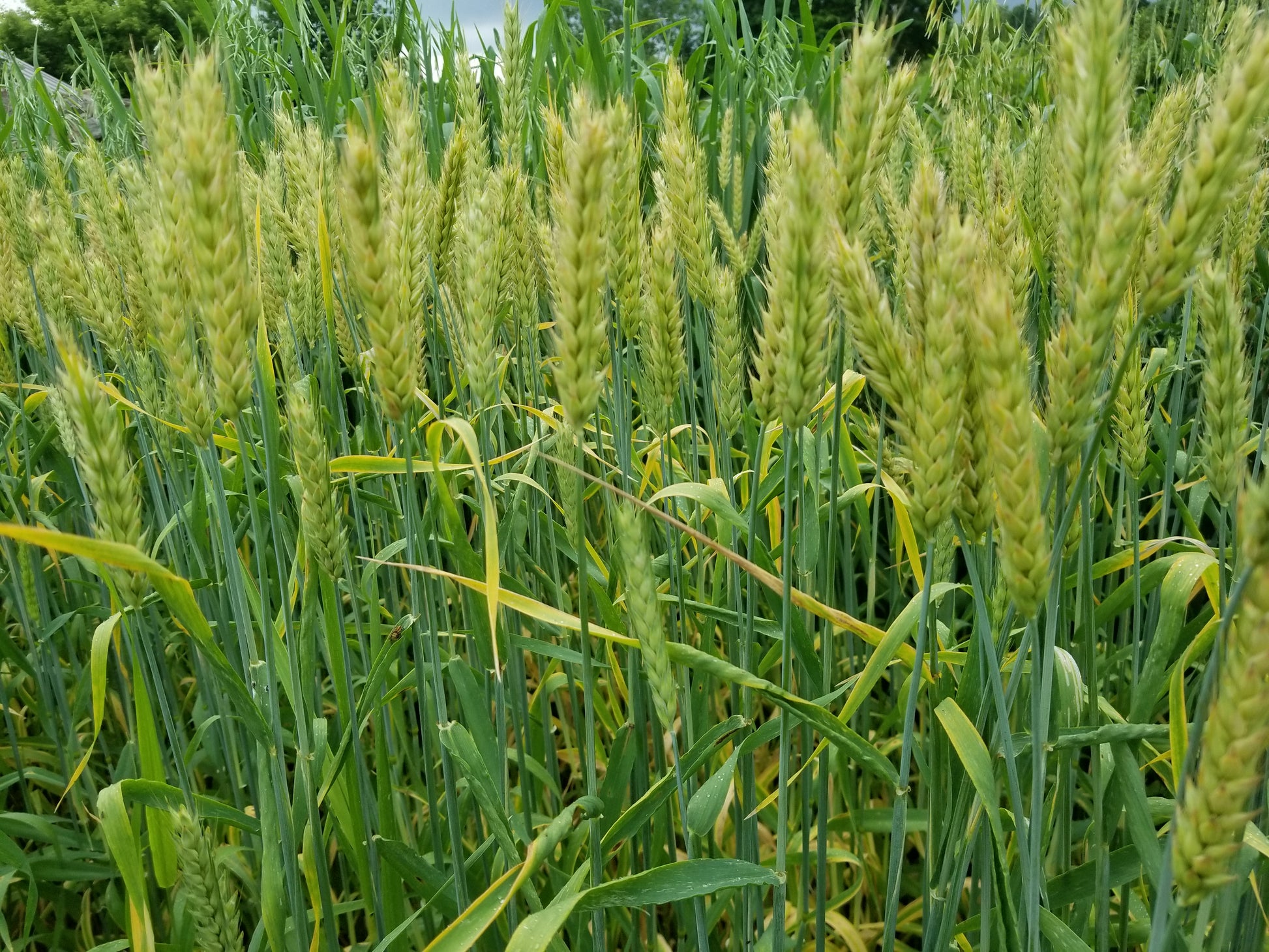 Naked Food Barley 108-414 heads