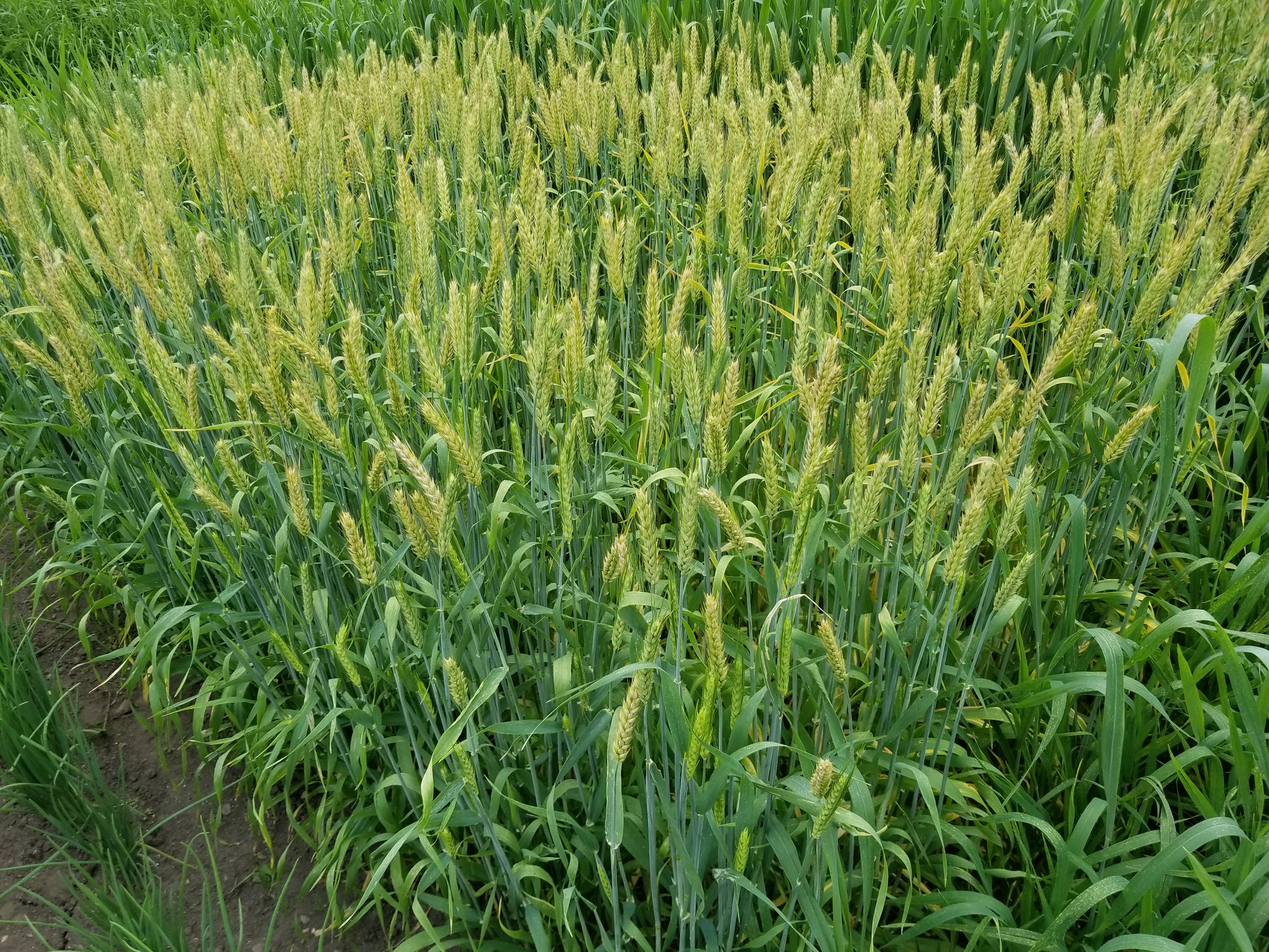 Naked Food Barley 108-414 plot