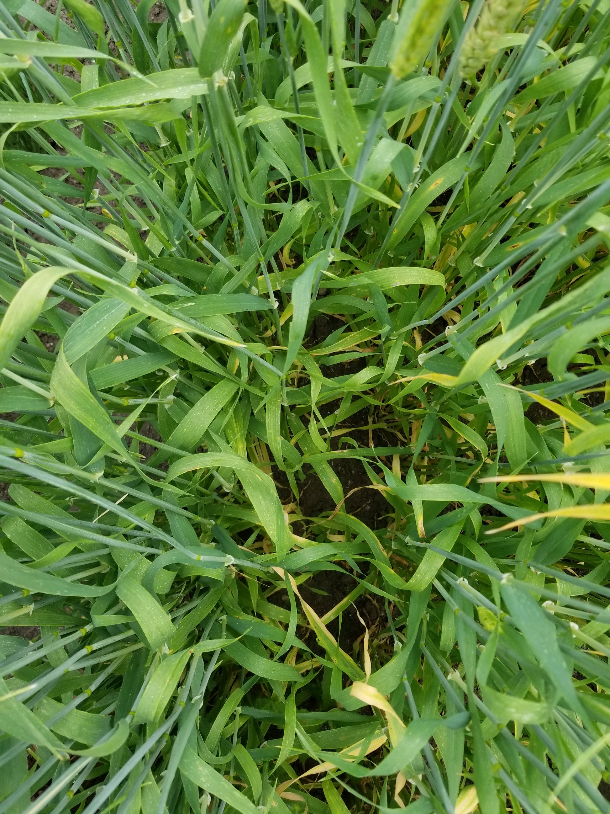 Naked Food Barley 108-414 no signs of leaf rust
