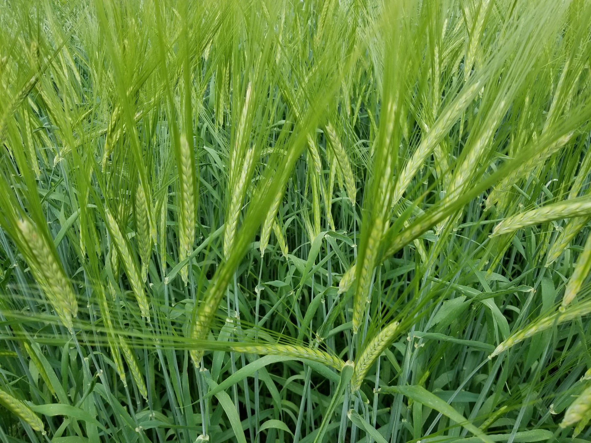 Naked Food Barley 113-834