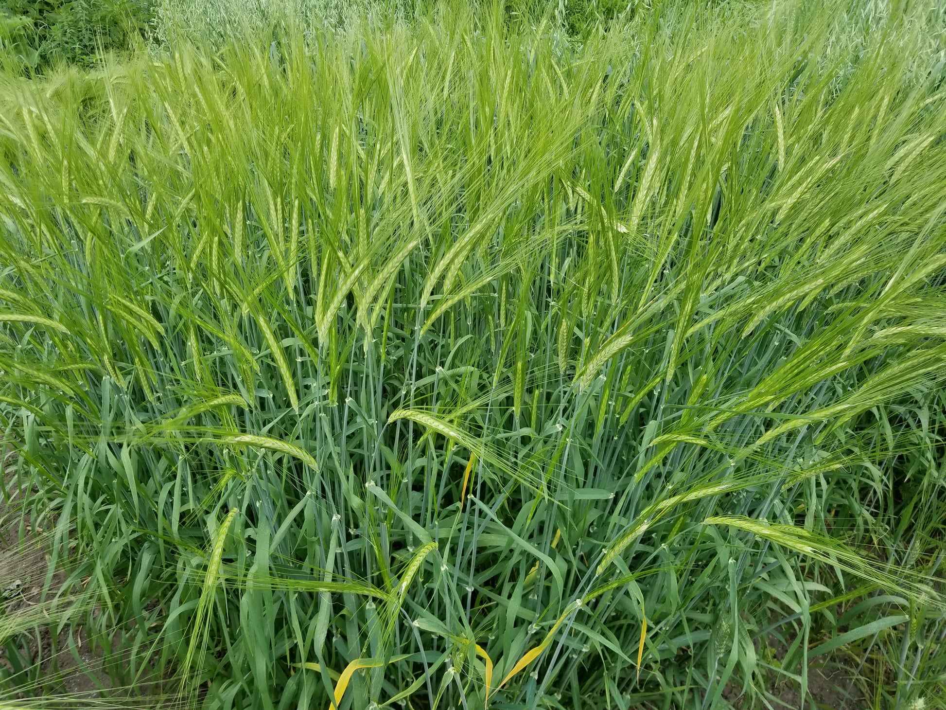 Naked Food Barley 113-834